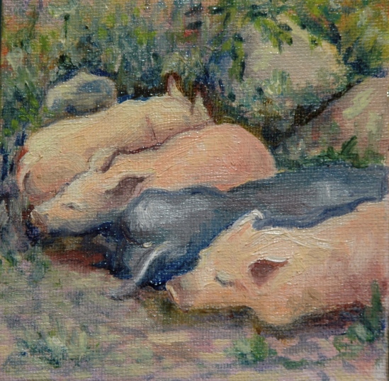 Four little piggies napping