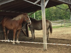 Belgian horses at Stonewall Farm